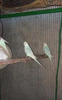 مرغ عشق