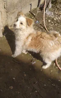سگ پاکوتاه پامر