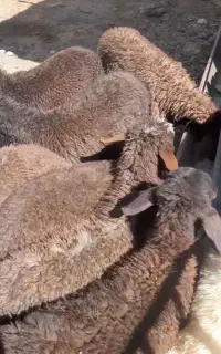 نیازمند چوپان جوان و زرنگ