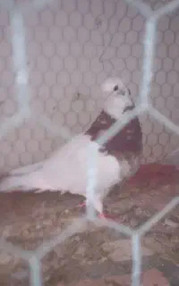 طوقی قیمت مناسب