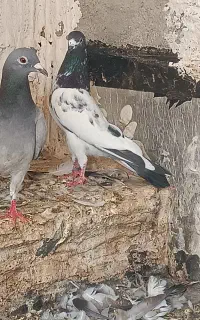 کبوتر