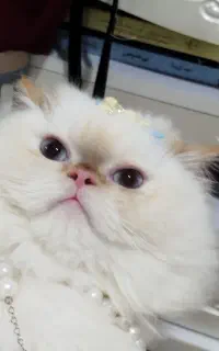 گربه