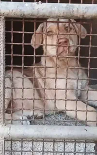 واگذاری توله ماده عراقی