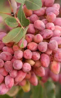 پیوند درخت پسته