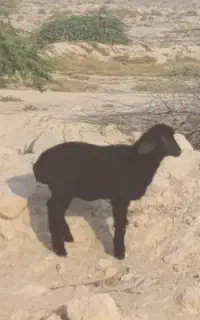 فروش بره ماده بندر دیر