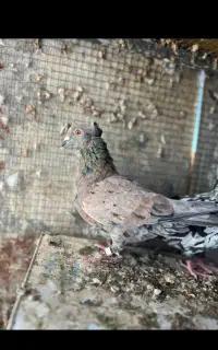 کفتر گم شدع