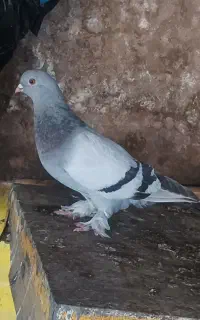 شقشقی نوک ریز عراقی ماده
