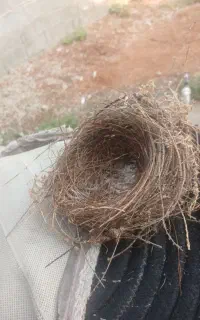 جوجه قناری باغی