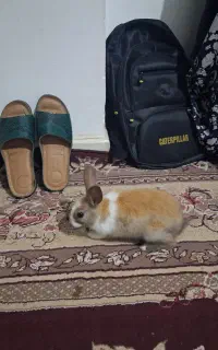 حیوان اهلی