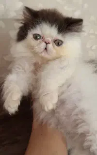 گربه پرشین بایکالر ون