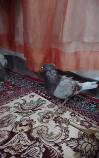 سرخ تکبر پریشی