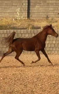 حراج مادیان عرب