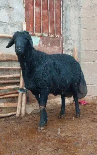 نیازمند چوپان