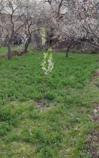 چیدن یونجه باغ به متراژ 1500متر