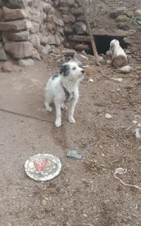 سگ پاکوتاه نر