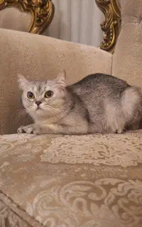 واگذاری گربه بریتیش اصل