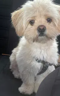 واگذاری شیتزو