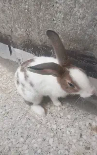 خرگوش