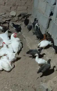 تعداد 6عدد مرغ گوشتی وا 20عدد جوجه زابلی درجه یک