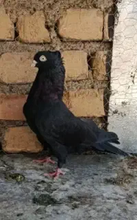 زاغ چش نوک،زاغ آبادانی