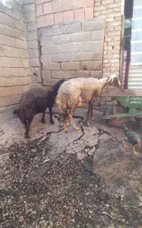 گوسفند