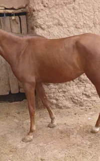 اسب