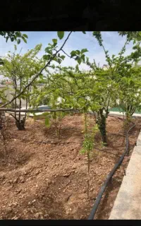 سمپاشی درخت باغ  باغشهری  منزل  کارگاه و غیره