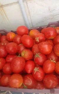 گوجه چیدن وسیب زمینی وسیب درختی