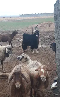 میش بره دار