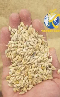 جو خارجی