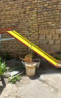 سر سره سنگین وزن