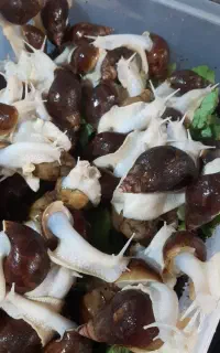 ۱۳۰ حلزون آچاتینا مولد همراه خاویار