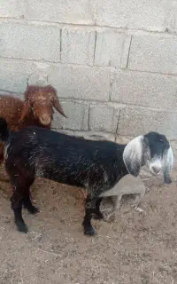 یک راس تیشر