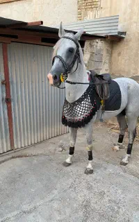 اسب عرب