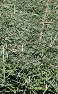 یونجه گوسفندی