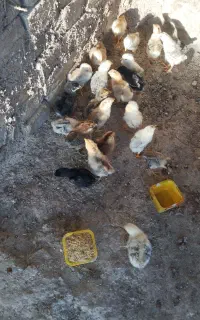جوجه کردی