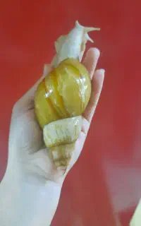 حلزون اچاتینا