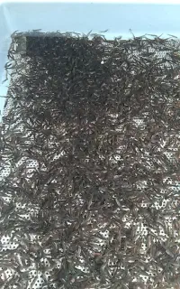 بچه ماهی قزل آلا تک جنسه تمام ماده