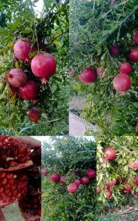 انار درجه یک درجزین