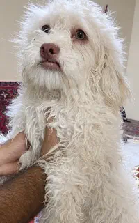 پاپی پا کوتا سفید