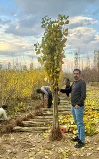 صنوبر نیکرا ترکیه اصل
