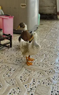 اردک سرحال