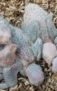 طوطی گرینچیک سرلاکی