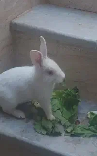 خرگوش