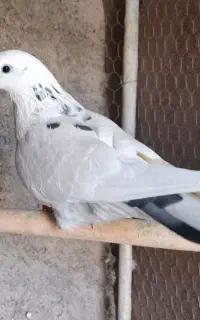 ماده خال پیس چشم تا به تا
