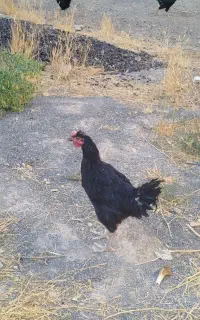 فروش جوجه خروس ۷ماهه