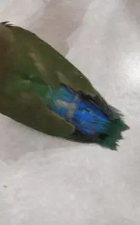 ۳ عدد جوجه کوتوله برزیلی