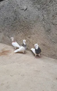 سه عدد طوقی