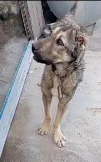 توله سگ سرابی اصیل
