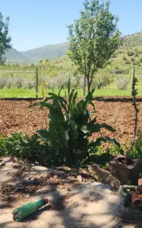 کار با تیلر